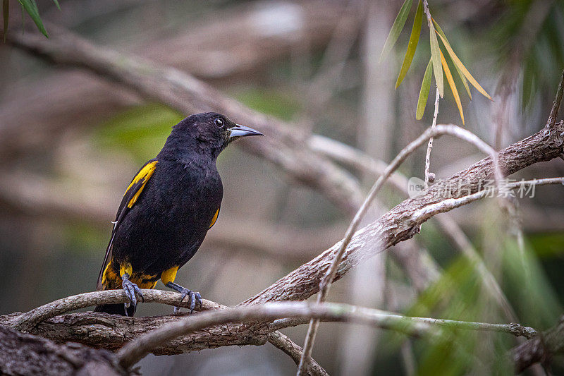 古巴黄鹂mâle， (Icterus melanopsis)，雄性古巴黄鹂，Península de Zapata国家公园，古巴。